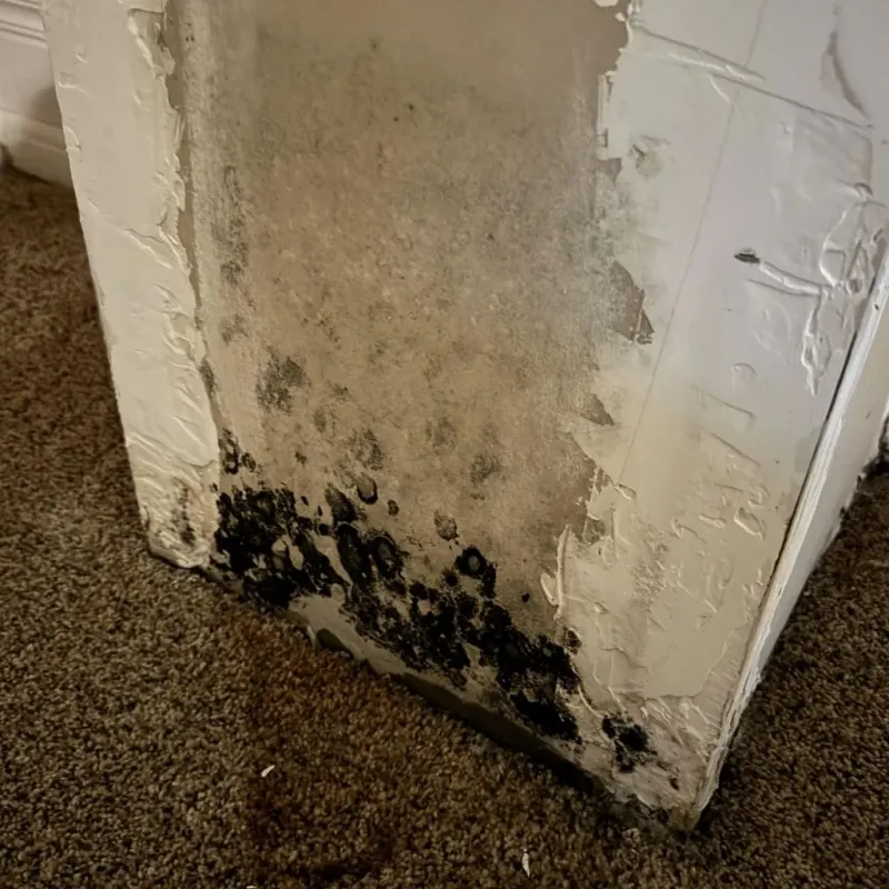 Professional Mold Removal in Guthrie, OK